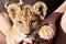 Baby lion animal close up portrait