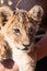 Baby lion animal close up portrait