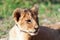 Baby lion animal close up portrait