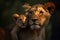 Baby lion cub on lioness\\\'s back at savanna grassland in the evening, mother and child lion family close up.