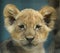 Baby Lion Portrait