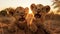 Baby Lions Close Up during Golden Hour Sunset
