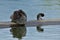 Baby of Little Grebe or Dabchick (Tachybaptus ruficollis) stay o