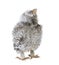 Baby Little Owl, 4 weeks old, Athene noctua