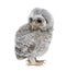 Baby Little Owl in front of a white background