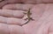 Baby lizard