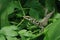 A Baby Lizard natural Photo high regulation wallpaper