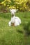 Baby llama lying down after feeding