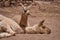 Baby llama lying beside its resting mother