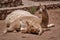 Baby llama lying over its resting mother