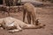 Baby llama nuzzling its mother as she sleeps