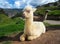 Baby llama in Peru