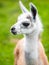 Baby llama portrait. Cute south american mammal