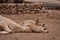 Baby llama sleeping over the neck of its mother