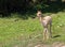 Baby llamas on the pasturing