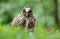 Baby long eared owl