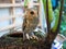 Baby Long Eared Owl Perching