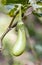 Baby long eggplant.