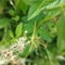 Baby long green grasscopper hang on the flower