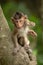 Baby long-tailed macaque on branch reaching forwards