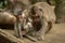 Baby long-tailed macaque scratches itself by mother