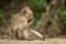 Baby long-tailed macaque sits eating on wall