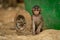 Baby long-tailed macaque sits by recycling bin