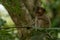 Baby long-tailed macaque sits on shady branch