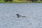 Baby Loon Peeking Over Mamas Back