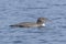 Baby Loon on a Wilderness Lake