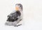 Baby lovebird on blurred white cloth background