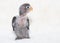 Baby lovebird on blurred white cloth background