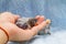 Baby lovebird on guy\'s hand on cloth background