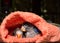 Baby lovebirds in cloth nest on table