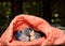 Baby lovebirds in cloth nest on table in house