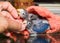 Baby lovebirds playing with the guy\'s hand on table in house