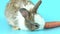 Baby lovely adorable brown rabbit eating baby carrot on white background. Pet with fluffy hair for Easter.