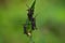 Baby Lubber Grasshoppers On A Blade Of Grass.