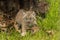 Baby Lynx Kitten Meowing