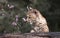 Baby Lynx looking at flower