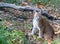 Baby Lynx lying in the forest