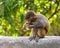 A baby macaque eating an orange