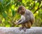 A baby macaque eating an orange