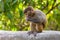 A baby macaque eating an orange