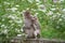 Baby Macaque Monkey Stands Up Leaning on Mother