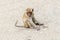 Baby macaques with gray hair crabeater sits on gray sand