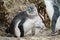 Baby magellanic penguin looking