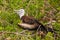 Baby Magnificent Frigatebird sitting on a tree on North Seymour