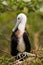 Baby Magnificent Frigatebird sitting on a tree on North Seymour