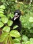 Baby Magpie in Garden